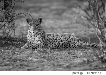 Mono leopard lies between bushes eyeing camera 107094418
