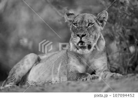 Mono lioness lies under bush opening mouth Mono lioness lies under bush opening mouth 107094452