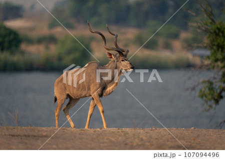 Male greater kudu walks along sandy riverbank 107094496