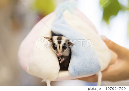 隠れ家(ポーチ)から顔を出すモモンガ 107094799