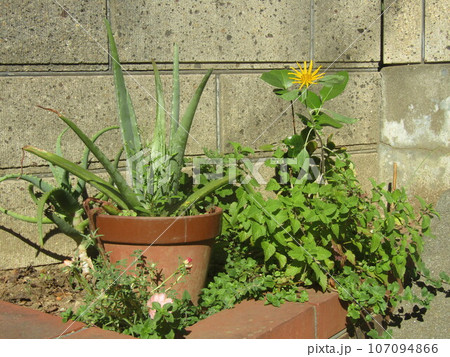 何故か大きく育たなかった門扉花壇の向日葵と鉢植えのアロエベラ 何故か大きく育たなかった門扉花壇の向日葵と鉢植えのアロエベラ 107094866
