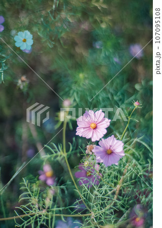 コスモス畑に咲く色とりどりのコスモス 107095108