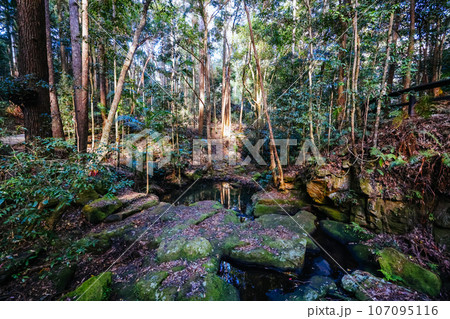 Kondalilla National Park in Queensland Australia 107095116