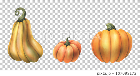 Large orange autumn pumpkins. hand drawn watercolor illustration. Set of isolated elements on a white background 107095172
