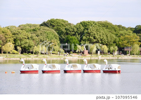 福岡、大濠公園のアヒルボート 107095546