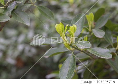 euonymus japonicus or japanese euonymus green shrub plant background in spring, fresh young leaves 107095719