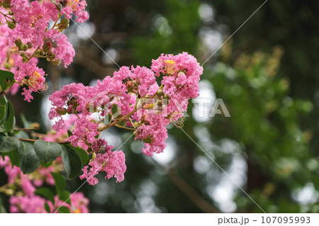 ピンク色の可愛いサルスベリの花 107095993