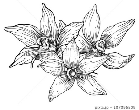 Vanilla Flowers. Hand drawn vector floral illustration of Orchids on white isolated background. Food ingredient for aroma therapy. Herbal spices for food label. Line art drawing for essential oil. 107096809