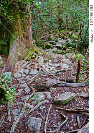 屋久杉の原生林、縄文杉トレッキングコース 107096892