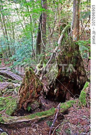 屋久杉の原生林、縄文杉トレッキングコース 107096905