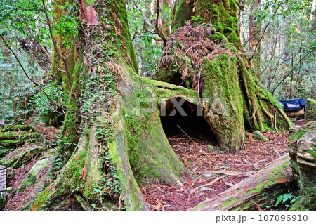屋久杉の原生林、縄文杉トレッキングコース 107096910