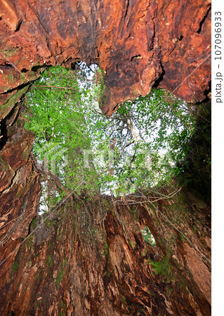 屋久杉の原生林、縄文杉トレッキングコース 107096933