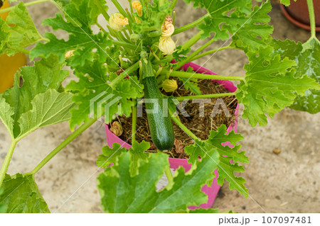 Close-up of zucchini fruit grown in plastic pots 107097481