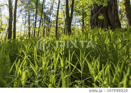 young foliage on deciduous trees in the forest in the spring season young foliage on deciduous trees in the forest in the spring season 107098820