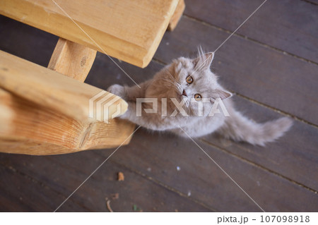 gray country cat sitting under the table gray country cat sitting under the table 107098918