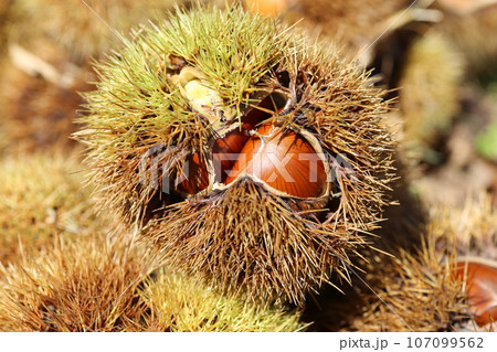 イガの中の、茶色の大きな栗の実 イガの中の、茶色の大きな栗の実 107099562