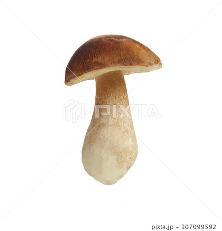 Boletus mushroom isolated on white background. King bolete. 107099592