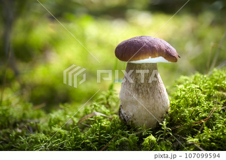 Beautiful Boletus edilus mushroom in forest. White Boletus mushroom in green moss. 107099594