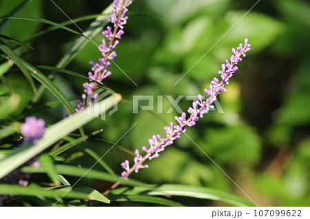 山野にひっそりと咲く、紫の花、ヤブラン 山野にひっそりと咲く、紫の花、ヤブラン 107099622