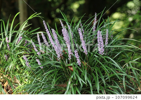 山野にひっそりと咲く、紫の花、ヤブラン 107099624