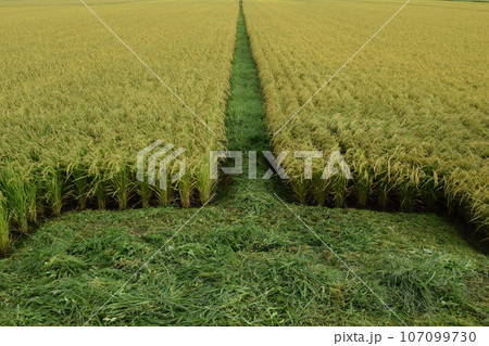 稔り始めた稲穂 山形庄内米 107099730