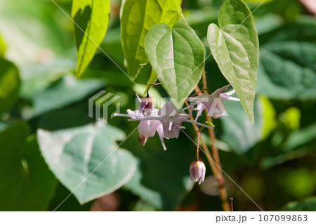 錨の様な形の花を咲かせる春の花イカリソウ 107099863