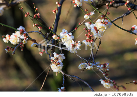春を告げる花 ウメ 春を告げる花 ウメ 107099938