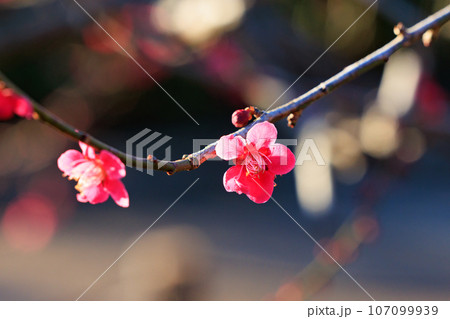 春を告げる花　ウメ 107099939
