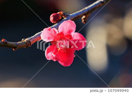 春を告げる花 ウメ 春を告げる花 ウメ 107099940