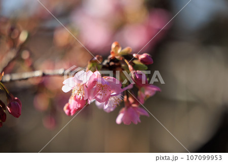 春を告げる花　ウメ 107099953