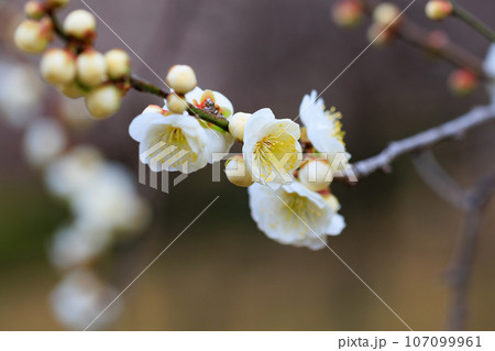 春を告げる花　ウメ 107099961