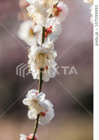春を告げる花　ウメ 107099991