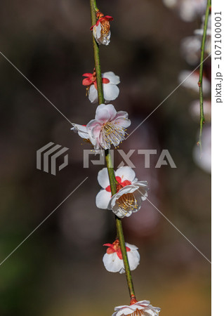 春を告げる花　ウメ 107100001