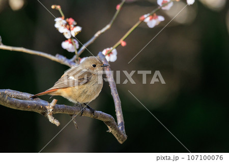 春を告げる花のウメと冬に綺麗な声でなく冬鳥のジョウビタキ 春を告げる花のウメと冬に綺麗な声でなく冬鳥のジョウビタキ 107100076