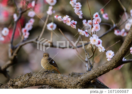 春を告げる花のウメと冬に綺麗な声でなく冬鳥のジョウビタキ 春を告げる花のウメと冬に綺麗な声でなく冬鳥のジョウビタキ 107100087