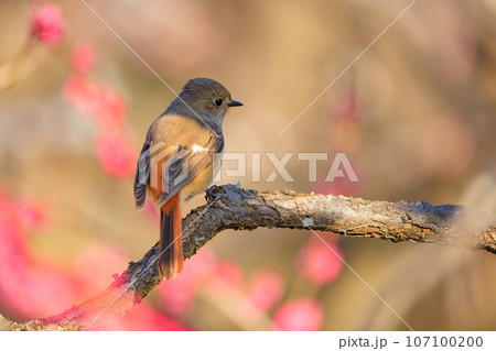 梅に鶯と勘違いされる梅にメジロ 梅に鶯と勘違いされる梅にメジロ 107100200