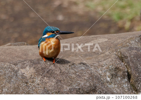 瑠璃色の人気者カワセミ 107100268