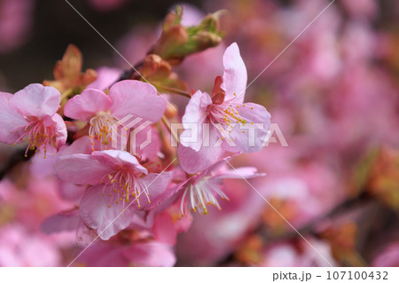 出会いと別れを彩る日本の花　サクラ 107100432