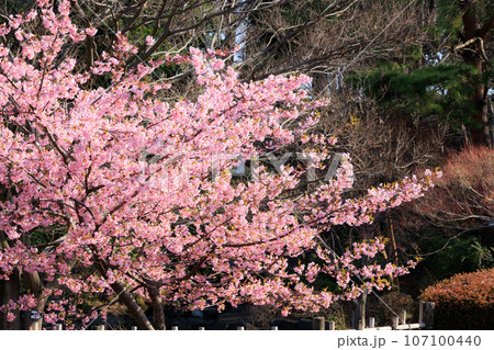 出会いと別れを彩る日本の花　サクラ 107100440