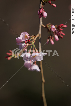 出会いと別れを彩る日本の花 サクラ 出会いと別れを彩る日本の花 サクラ 107100455