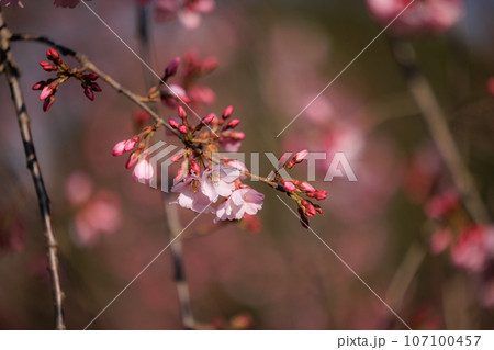 出会いと別れを彩る日本の花　サクラ 107100457