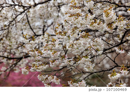 出会いと別れを彩る日本の花　サクラ 107100469
