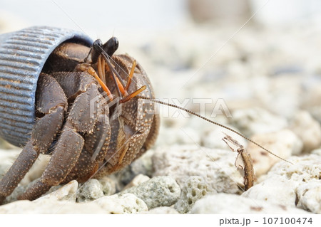 海洋プラスティックゴミとヤドカリ 海洋プラスティックゴミとヤドカリ 107100474