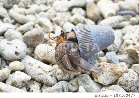 自然環境 ヤドカリの貝殻はゴミ 107100477