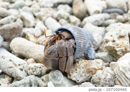 ゴミ問題はヤドカリにも ゴミ問題はヤドカリにも 107100480