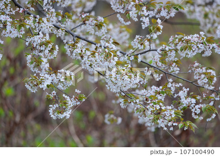 出会いと別れを彩る日本の花　サクラ 107100490