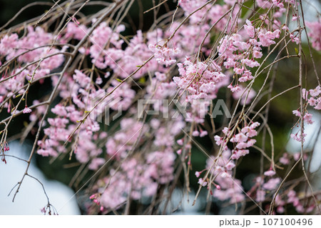 出会いと別れを彩る日本の花　サクラ 107100496