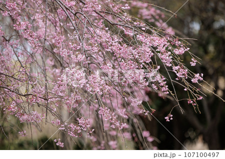 出会いと別れを彩る日本の花　サクラ 107100497