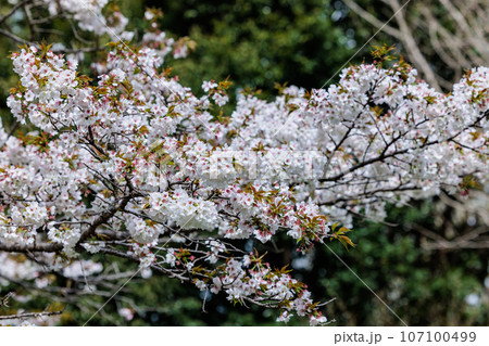 出会いと別れを彩る日本の花　サクラ 107100499