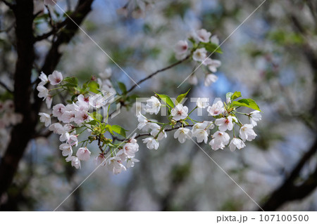 出会いと別れを彩る日本の花　サクラ 107100500